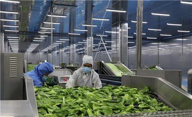蒙城:蔬菜精深加工 助推產業增效
