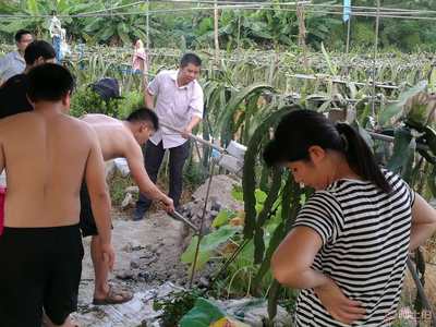 【廣州企業(yè)團建一日游|紅心火龍果采摘|傳統(tǒng)窯雞】,價格,廠家,供應商,其他農(nóng)業(yè),廣州市花都區(qū)花山瑞鋒園火龍果種植園 - 產(chǎn)品庫