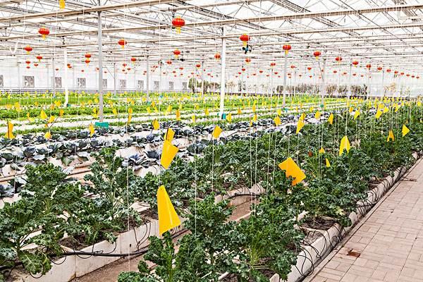 智慧農(nóng)業(yè)物聯(lián)網(wǎng)智能大棚環(huán)境監(jiān)測系統(tǒng)的應用前景