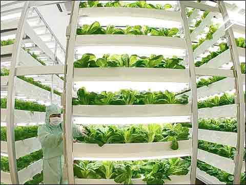 日本能否把植物工廠做成&ldquo;出口產(chǎn)業(yè)&rdquo;?