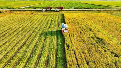 生態(tài)甲魚開售 上海這片剛開發(fā)的 處女地 ,向市民遞出第一張 綠色名片