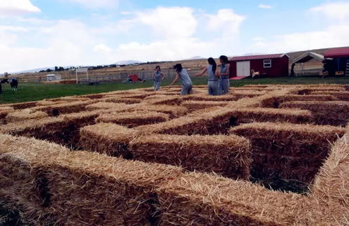 313文旅 體驗 是休閑農業提供給消費者高層次的 產品