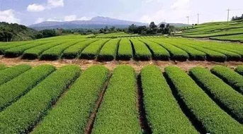 快來瞅瞅 今年國家先給錢后建設的4類農業產業項目,最多補貼1個億