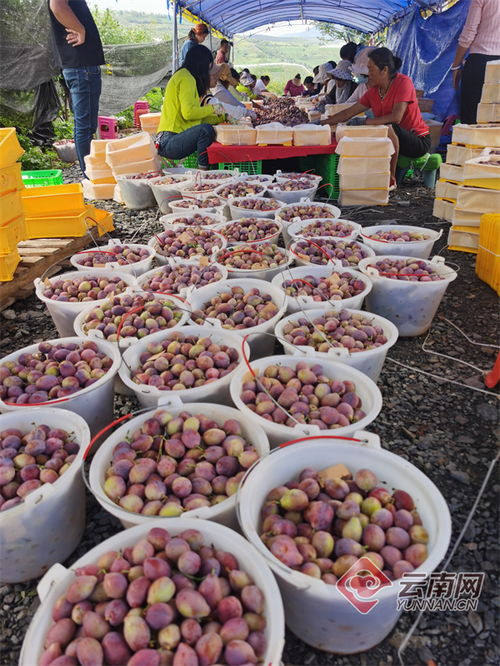 賓川西梅,蜜香甜 賓川人竟然種出了頂尖品質(zhì)的西梅 縣區(qū)動態(tài) 大理頻道
