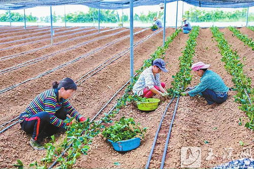 阿莓莓農(nóng)業(yè) 發(fā)展有機(jī)草莓種植 蹚出助農(nóng)增收新路
