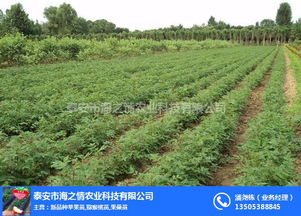 海之情農(nóng)業(yè) 圖 便宜花椒苗 花椒苗