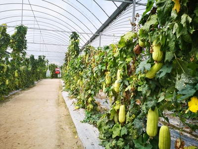 革命老區的新生 用活紅色資源，促進綠色發展農業