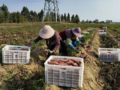 深耕深汕協作，做大做優“農業蛋糕”，讓“菜籃子”更豐富美味